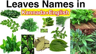 Leaves Name in Kannada  Learn Kannada  ಎಲೆಗಳ ತರಕಾರಿಗಳು [upl. by Annabella739]