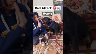 Never mess with Rottweiler 🚨 magic diljitdosanjh trendingsong husky shorts dog [upl. by Stokes]