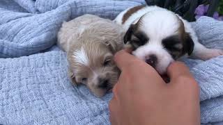 Rubys Shichon Puppies Shihtzu Bichon Puppies Timbercreekpuppies Teddybear puppies [upl. by Clute369]