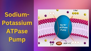 Sodium potassium pump How The Sodiumpotassium Pump Works active Transport [upl. by Airak760]