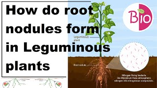 How do root nodules form in Leguminous plants by Simply The Best BIO [upl. by Ahsaten]