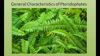 General Characteristics of Pteridophytes  For BSc and MSc  ALL ABOUT BIOLOGY  BY JYOTI VERMA [upl. by Esten]