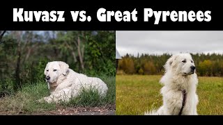 Podcast 134 Great Pyrenees vs Kuvasz  How to tell the difference [upl. by Nahallac]