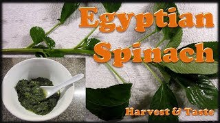 Egyptian Spinach or Molokhia Harvest amp Tasting [upl. by Durst]