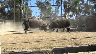 Two Rhinos Fighting at the San Diego Zoo [upl. by Edwine]