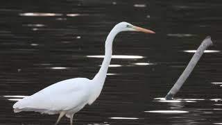 Une grande aigrette en pêche 4K [upl. by Ruvolo959]