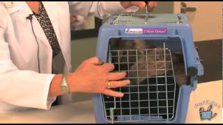 Tips for taking your cat to the veterinarian [upl. by Einnos438]