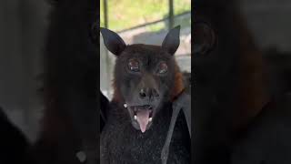 Flying foxes Large flying fox Chiroptera Bats Leschenaults rousette [upl. by Nohtanoj]