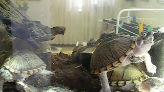 Sternotherus carinatus RazorBack Musk TurtlesTartarughe del Muschio MuskTurtles Aquarium Turtle [upl. by Ahsinwad]