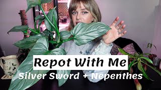 Repot With Me  Pitcher Plant  Philodendron Silver Sword with DIY moss pole [upl. by Dragoon]