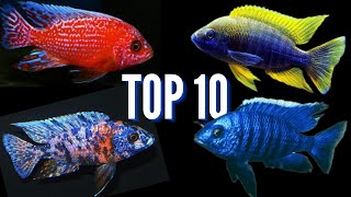 My Top 10 Favorite Peacock Cichlids [upl. by Jen]