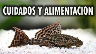 PLECOSTOMUS  CUIDADOS Y ALIMENTACION DEL PLECOSTOMUS  AcuariosLP [upl. by Nove955]