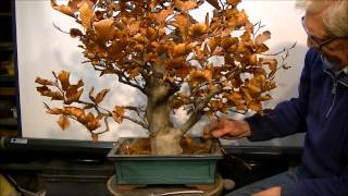 Bonsai Fagus sylvatica marcotteren air layer 2 [upl. by Gass]