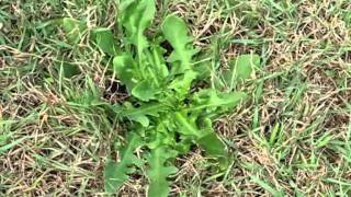 Removing BroadLeaved Lawn Weeds Organically [upl. by Zelten529]