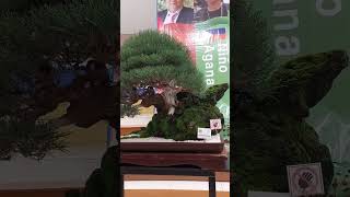 PINE TREEAGOHO BONSAI shorts viral trending bonsai short [upl. by Esiuqcaj]