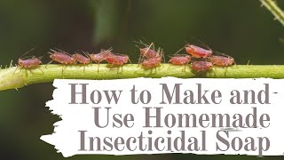 How to make and use homemade insecticidal Soap [upl. by Gardell]