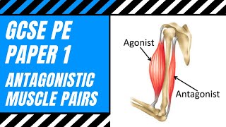 AQA GCSE PE What Is An Antagonistic Pair  Agonist  Antagonist  Muscle Action  Movement [upl. by Madlin]