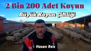 2 Bin 200 Adet Koyun ile Bölgenin En Büyük Koyun Çiftliği  Hasan Reis hayvancılık çiftlik koyun [upl. by Lew360]