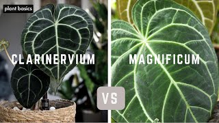 Anthurium Clarinervium vs Anthurium Magnificum  Which is better [upl. by Elak]