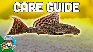 Pleco Fish Care  Plecostomus  Aquarium CoOp [upl. by Keldon477]