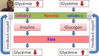 Au coeur des organes  La glycémie [upl. by Boni]