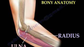 Anatomy Of The Elbow Animation  Everything You Need To Know  Dr Nabil Ebraheim [upl. by Liman533]