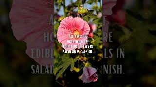 Fun Facts About HOLLYHOCK [upl. by Myra]