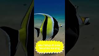 Moorish Idol fish beauty popular angelfish reeftank animals shortsfeed shorts zoo viral [upl. by Nnylylloh292]