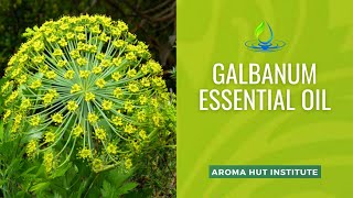 Galbanum Essential Oil  Uses and Benefits [upl. by Honor]