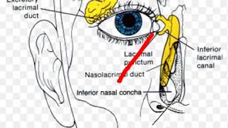 Anatomy and physiology of Lacrimal Apparatus [upl. by Laurentia282]