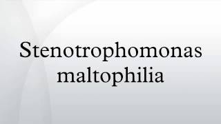 Stenotrophomonas maltophilia [upl. by Domph]