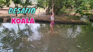 ¡Es El Momento De Enfrentar El Desafío Koala ¿quién Se Sumergirá En El Agua [upl. by Obau]