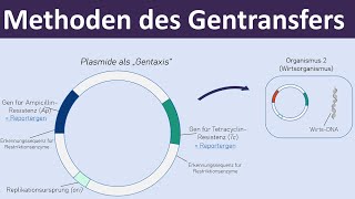 Methoden des Gentransfers  Vektoren Plasmide Transformation  Gentechnik 47 [upl. by Rasmussen]