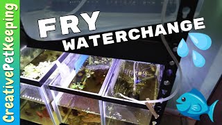 How I do a water change in the FRY TANK  One Month old BABY BETTA FISH [upl. by Ecneret459]