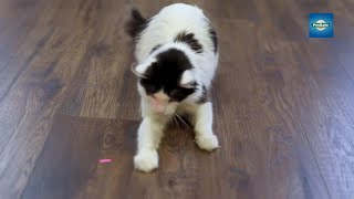 Spoil Your Cat with 2 Lasers Rotating 360 Degrees [upl. by Llertnek]