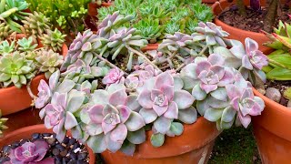 Graptopetalum Purple Delight Propagation [upl. by Hale]