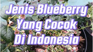 Jenis Blueberry Yang Cocok Di Indonesia [upl. by Oirrad]