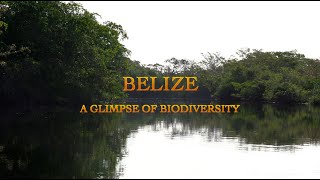 Belize A Glimpse Of Biodiversity [upl. by Lainey]