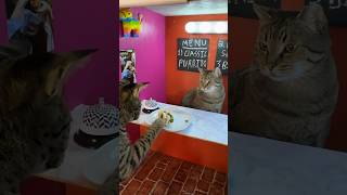 My Cat opened a burrito shop 🐱cat funnycat shortsIRL [upl. by Arielle]