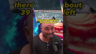 Uncontacted Tribes and the Cosmic Enigma Why Havent Aliens Visited Us Joe Rogan Experience 1233 [upl. by Eetsud813]