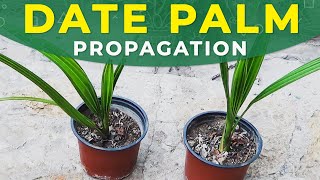 GROWING DATE PALM FROM SEEDS  PROPAGATION CARE FOR SEEDLINGS [upl. by Eiggam]