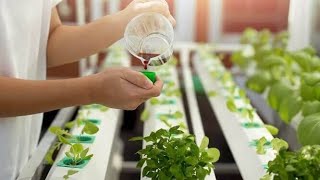 Best Hydroponic Nutrients at low Price  Hydroponic Nutrients  Hydroponic Farming [upl. by Nyl]