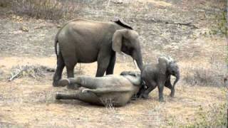 Baby Elephant to the Rescue [upl. by Loresz26]