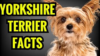 Yorkshire Terrier  Top 13 Facts [upl. by Mota]