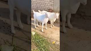 Ek Mhahine Mein Khasi Ka Wajan Bhadhaye trending viral farming goatfarming Bakra animals ￼ [upl. by Isaacson108]