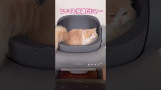 Catopia cat catmeowing cute cutecatsounds catnoise catlover catmeowingsound catsound kitten [upl. by Fasto]