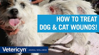 How To Treat Dog amp Cat Wounds with Vetericyn Liquid and Antimicrobial Hydrogel [upl. by Yduj]