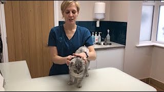 How to Apply Worming and Flea SpotOn Treatments to your Cat by Cats Whiskers Vets Worthing [upl. by Eaneg]