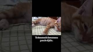 intentando levantarme para ir al jale gatos cat funny fyp short tiktok [upl. by Reiners743]