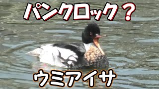 パンクロックなウミアイサ Punk Rock Redbreasted Merganser【 Nussie Village  ぬっしー村 】 [upl. by Nerraf]